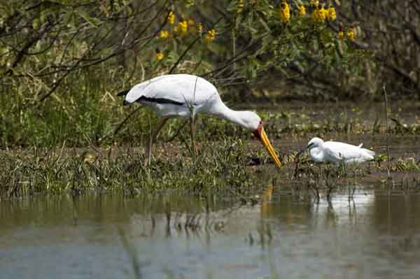 Cigüeña Pico Amarillo o Yellow-Billed Stork - lago Naivasha - Kenia.jpg